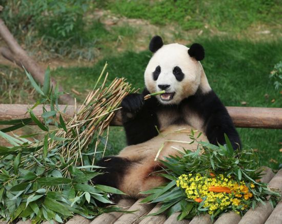  3月3日，大熊猫“福宝”在位于韩国京畿道龙仁市的爱宝乐园享用美食。新华社记者姚琪琳摄