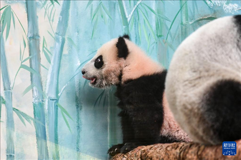 这是3月8日在俄罗斯莫斯科动物园拍摄的大熊猫“喀秋莎”。新华社记者 曹阳 摄
