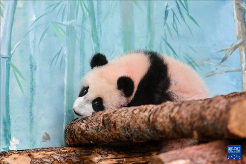这是3月8日在俄罗斯莫斯科动物园拍摄的大熊猫“喀秋莎”。新华社记者 曹阳 摄
