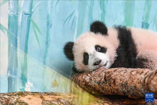 这是3月8日在俄罗斯莫斯科动物园拍摄的大熊猫“喀秋莎”。新华社记者 曹阳 摄