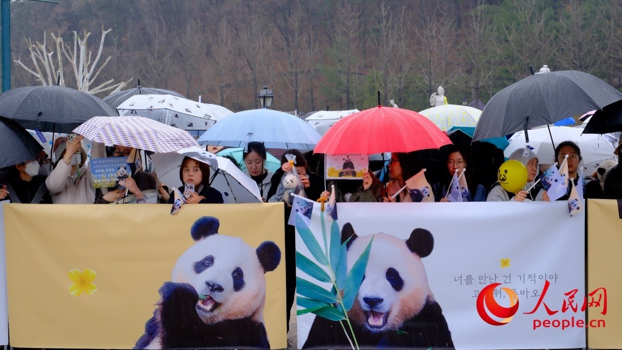 粉丝们在雨中为“福宝”送行。 人民网 李帆摄