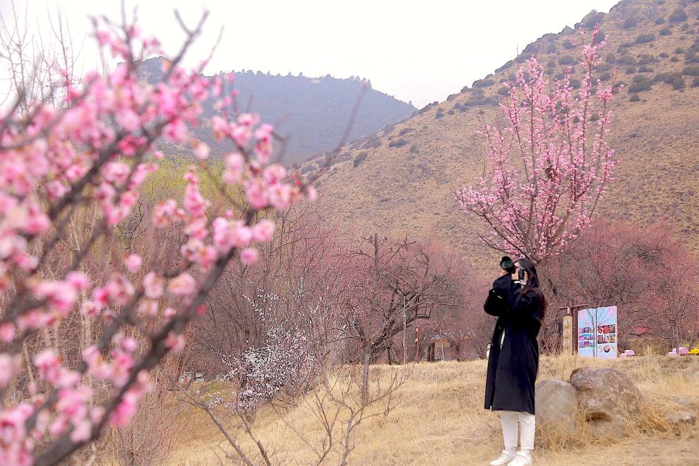 游客在嘎拉村赏花游玩，拍摄盛开的桃花。新华社记者 邱星翔 摄