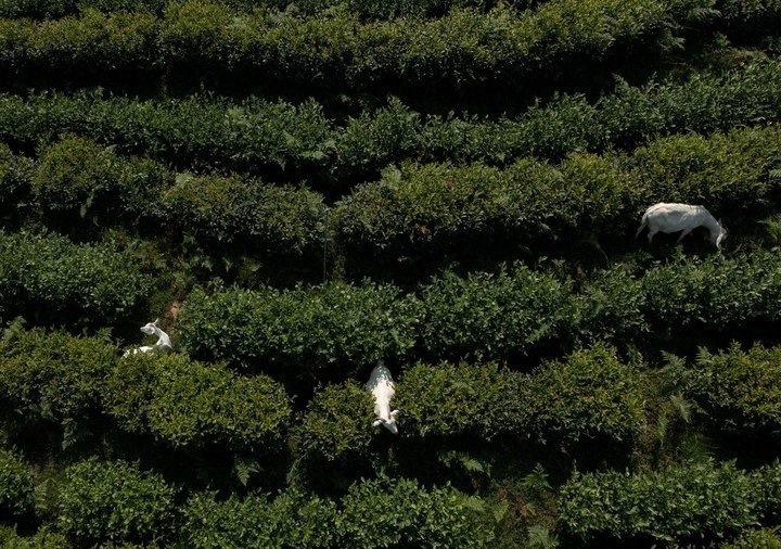 惠明茶园，养羊控草。供图 共享联盟·景宁