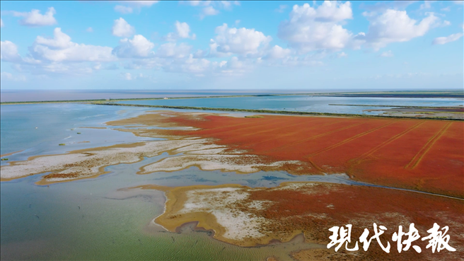 盐城黄海湿地
