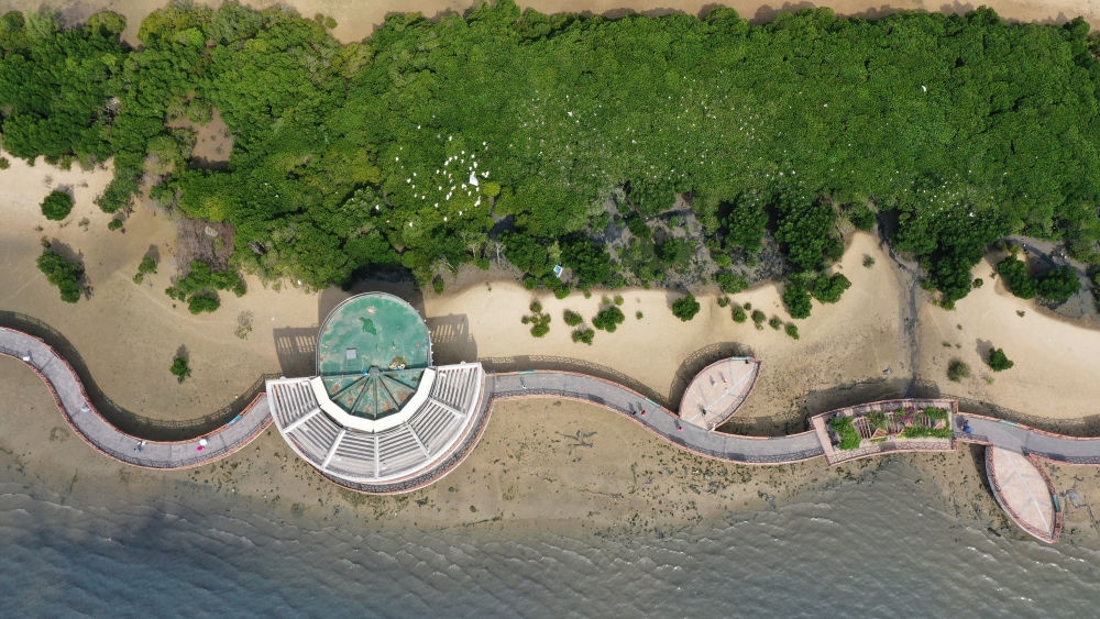 俯瞰广东湛江市区海边的红树林（2023年5月25日摄，无人机照片）。