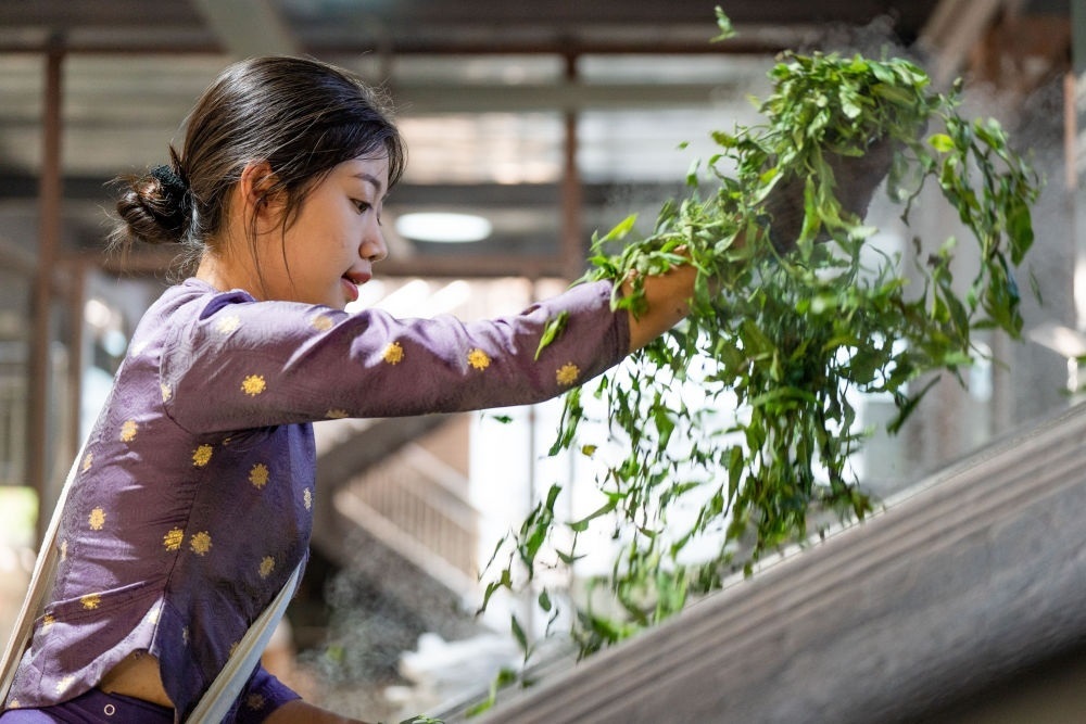  2023年9月15日，傣族姑娘叶香在云南景迈山布朗公主茶厂给茶叶杀青。新华社记者 胡超 摄