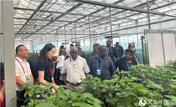 研讨班成员在大棚中了解植物种植技术。人民网 曹欣悦摄