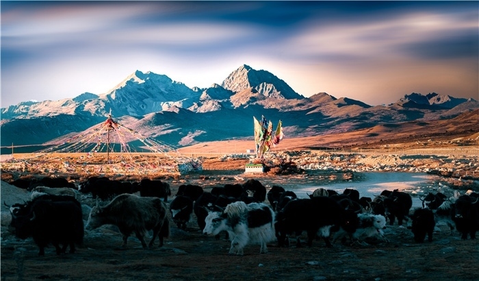 雅拉雪山上的牦牛群。萧旺摆摄