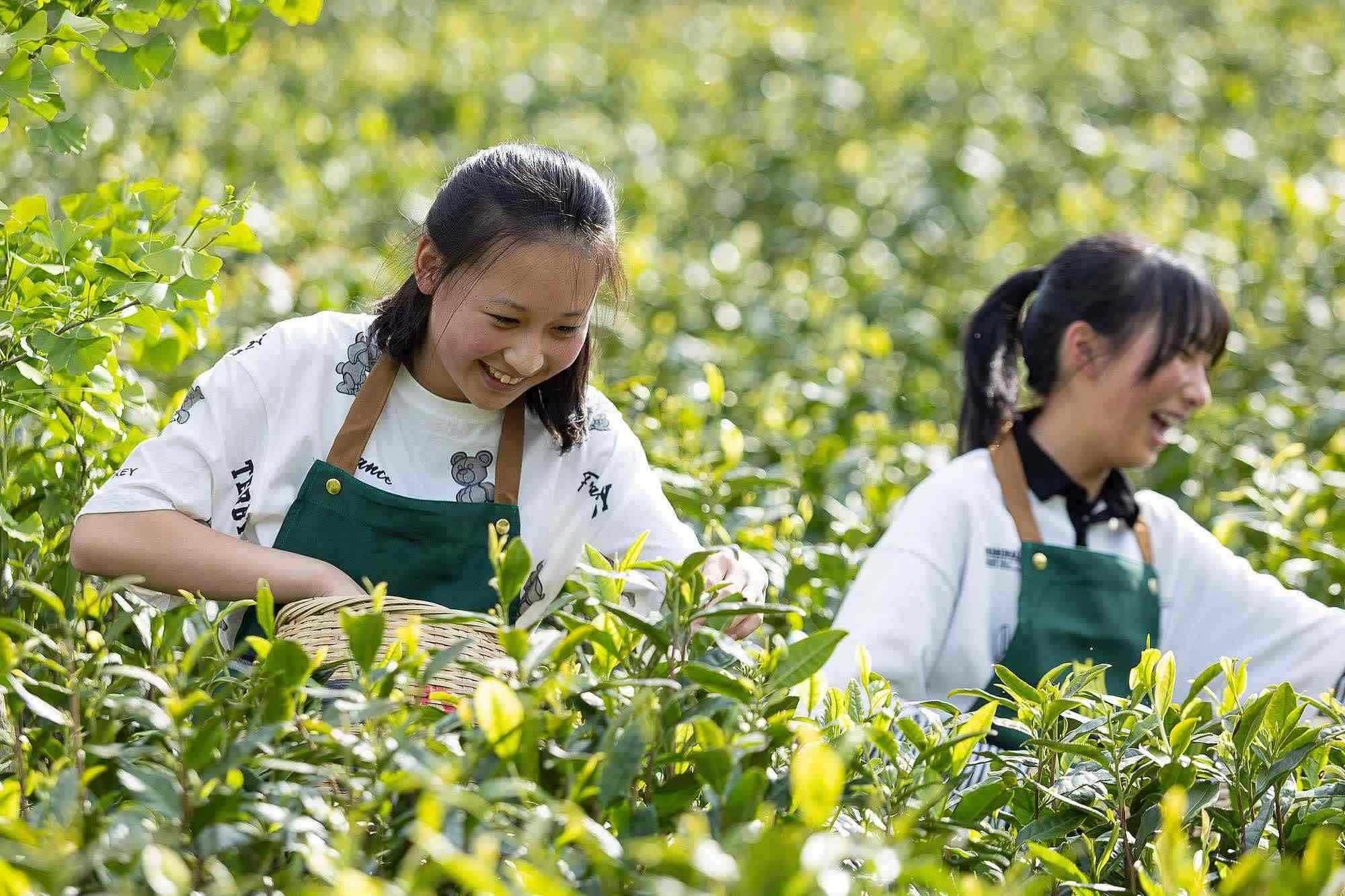 浙江安吉,游客在茶园里体验采茶