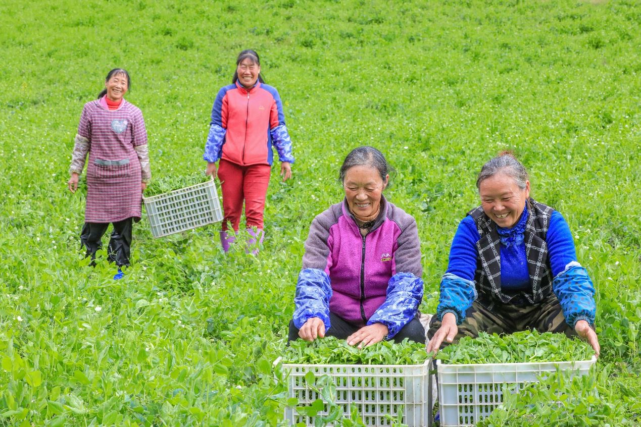 在四川省阿坝藏族羌族自治州马尔康市马尔康镇纳足村，当季蔬菜喜获丰收，群众正在忙着采收、装箱供应市场。来源：人民图片