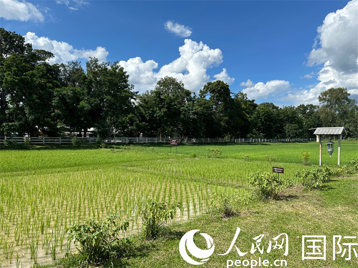 泰国沙功那空省水稻种植示范基地。人民网记者 简承渊摄