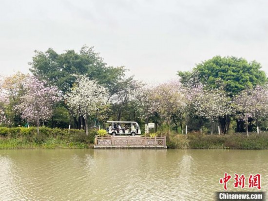 3月7日，广州海珠国家湿地公园宫粉紫荆花海吸引游人。中新社记者 许青青 摄