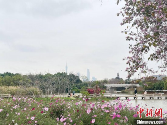 每年三月，广州海珠国家湿地公园迎来最具标志性的景观之一——宫粉紫荆花海，公园内的石榴岗河沿岸两侧，数千株宫粉紫荆绵延3.2公里，粉红与粉白的花朵交织如云，颇为浪漫。据悉，宫粉紫荆因其耐湿性强、花期长的特性，是广州海珠国家湿地公园生态修复的优选树种。近年来通过科学管养，花量相较往年明显增加，盛花期持续近一个月时间，预计浪漫景致将延续至清明前。图为3月7日，广州海珠国家湿地公园宫粉紫荆花海吸引游人。中新社记者 许青青 摄