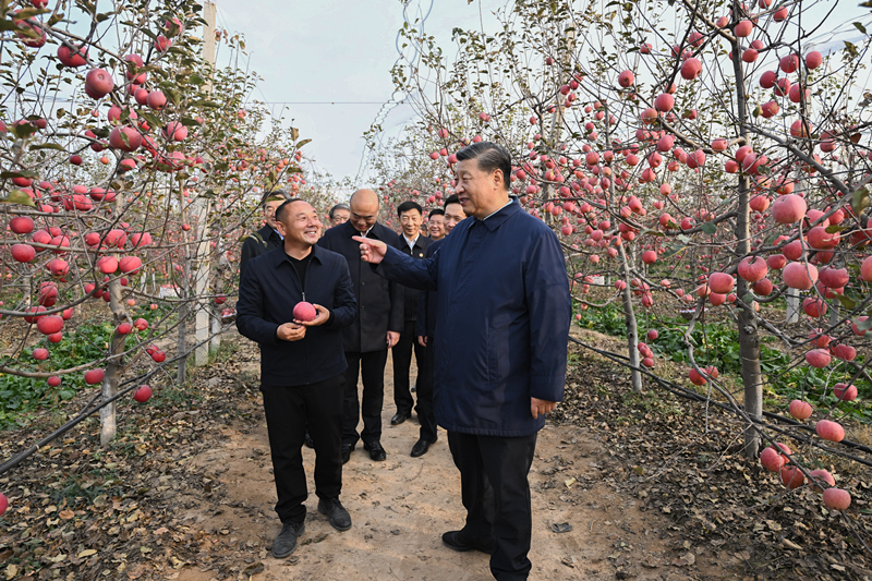 2022年10月26日，习近平总书记在陕西省延安市安塞区高桥镇南沟村的苹果园里同老乡们亲切交流。